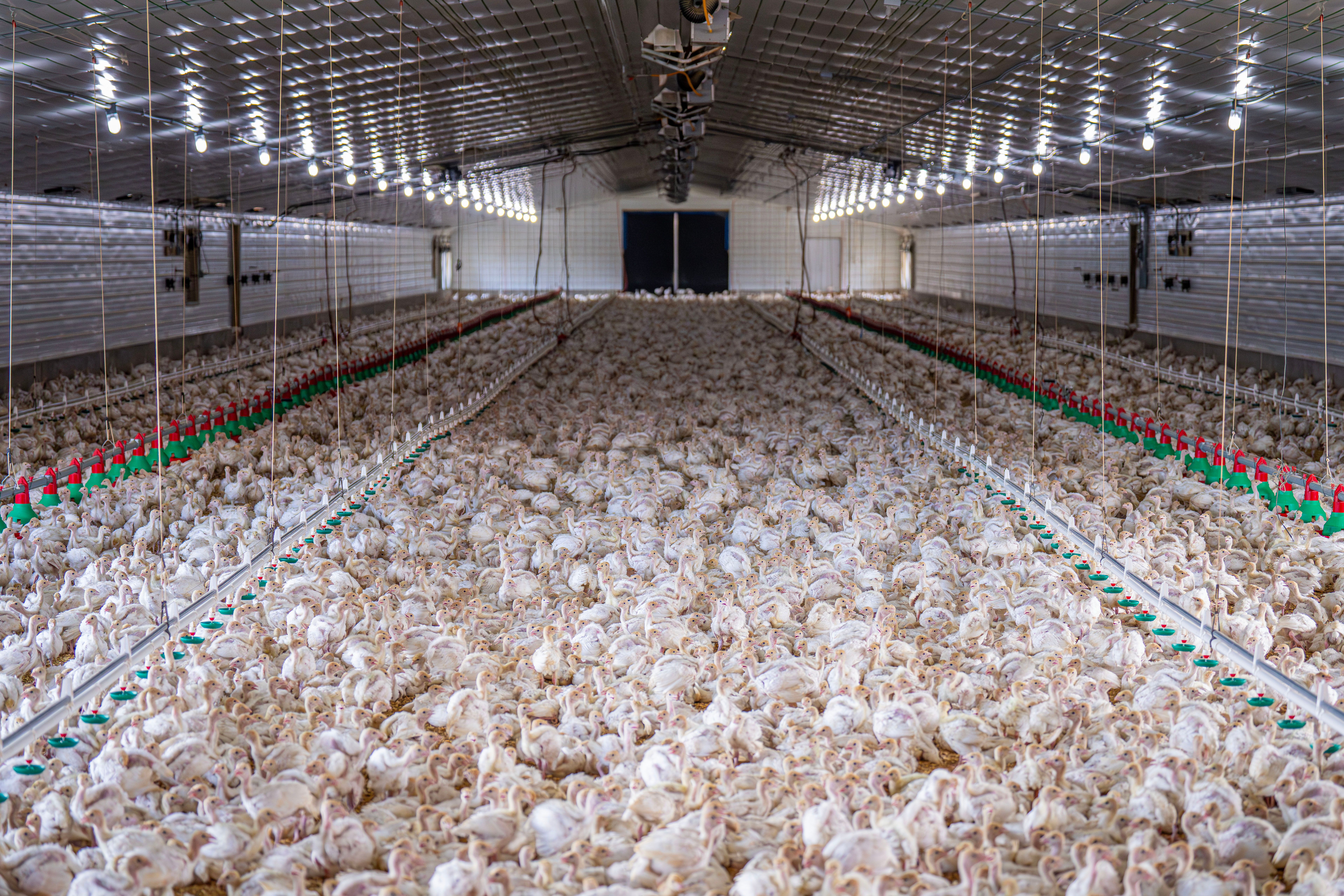 Chickens inside a poultry house beneath rows of lights and feeding equipment
